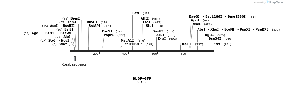 108177_map