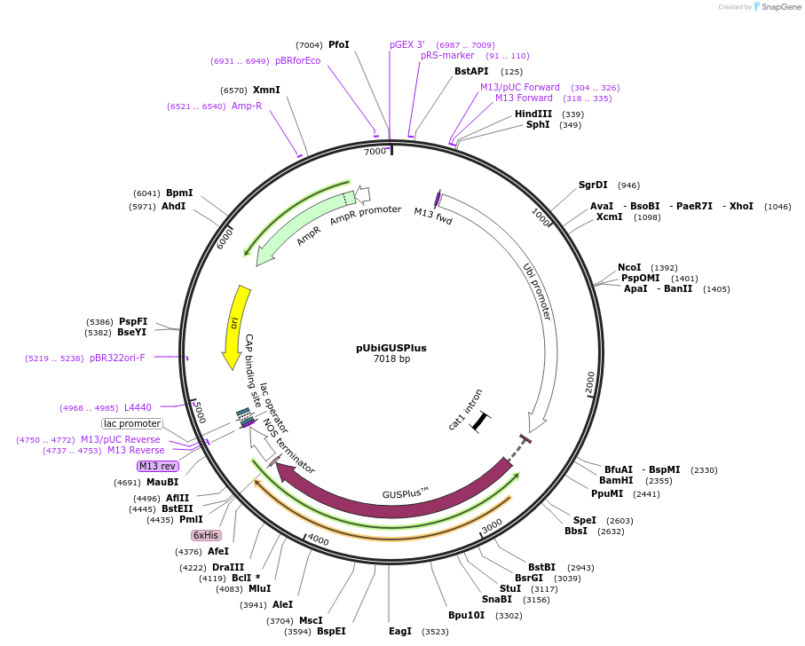 64402-plasmid-map-sequence-id-108183