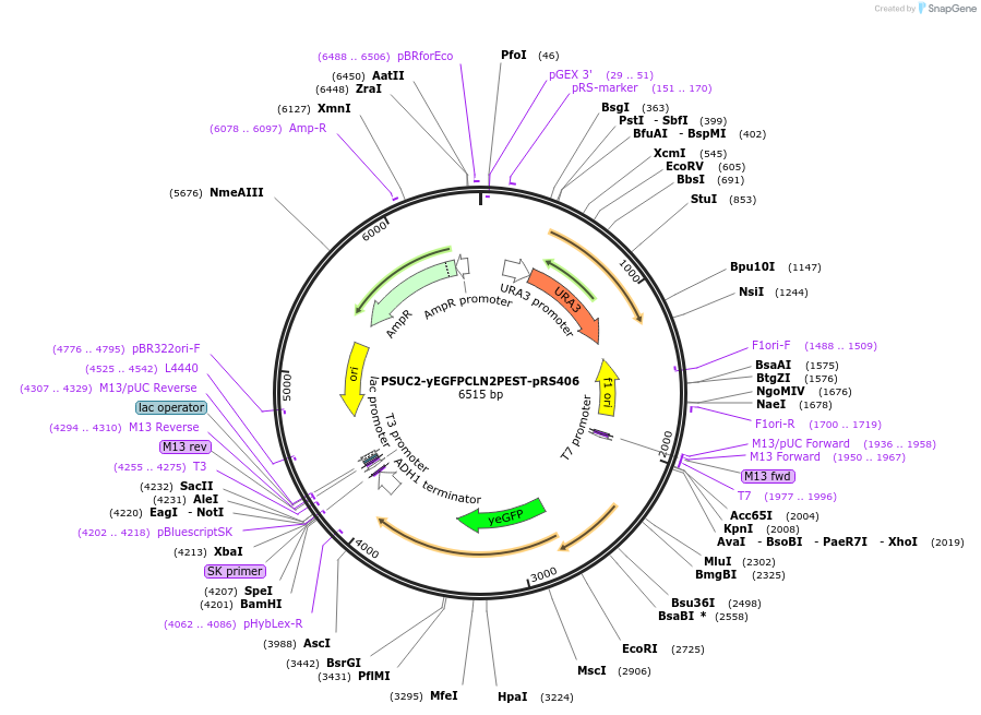 64405-plasmid-map-sequence-id-108192