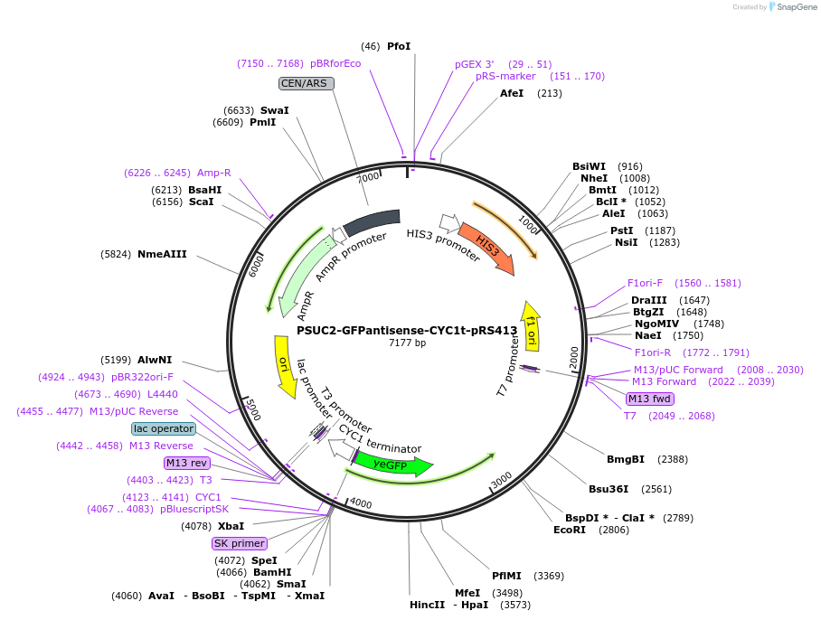 64404-plasmid-map-sequence-id-108272