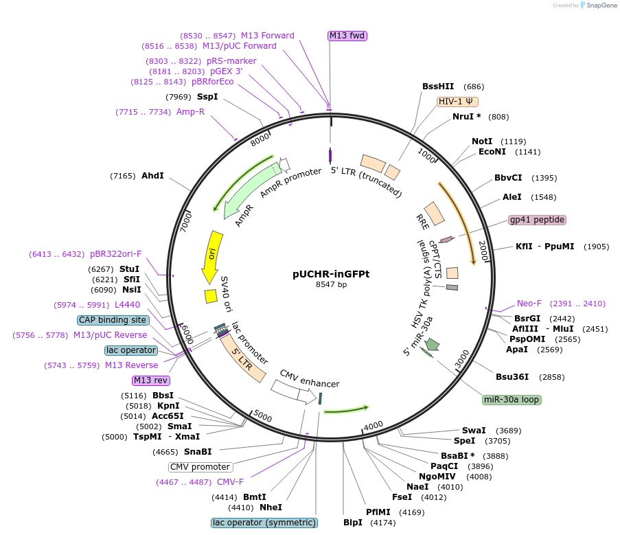 60237-plasmid-map-sequence-id-108341