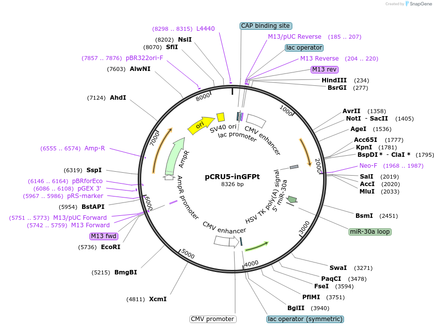 60236-plasmid-map-sequence-id-108344