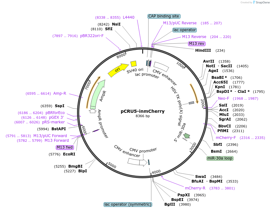 60238-plasmid-map-sequence-id-108346