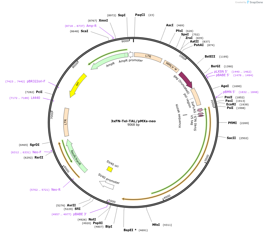 63591-plasmid-map-sequence-id-108371