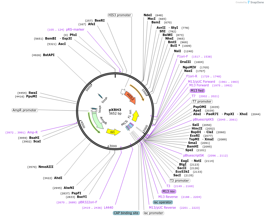 63145-plasmid-map-sequence-id-108409