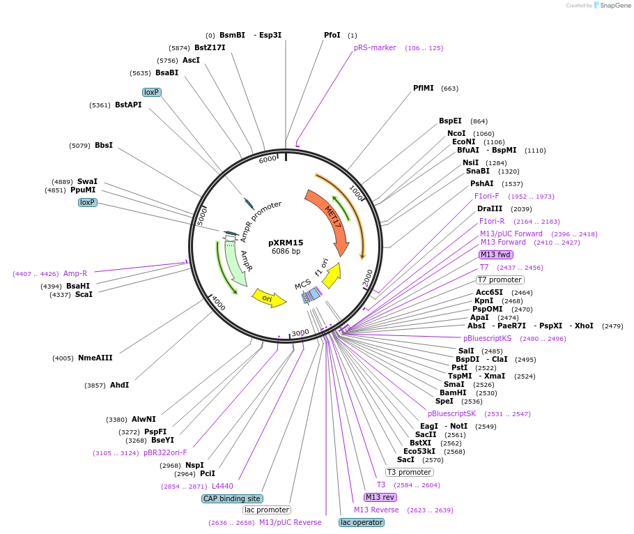 63150-plasmid-map-sequence-id-108419
