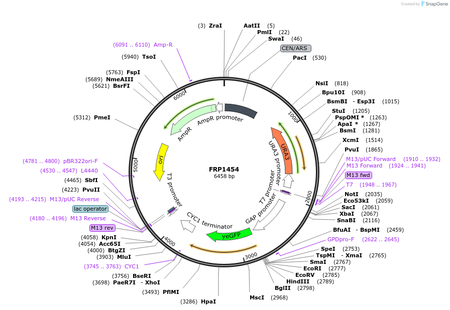 64510-plasmid-map-sequence-id-108422