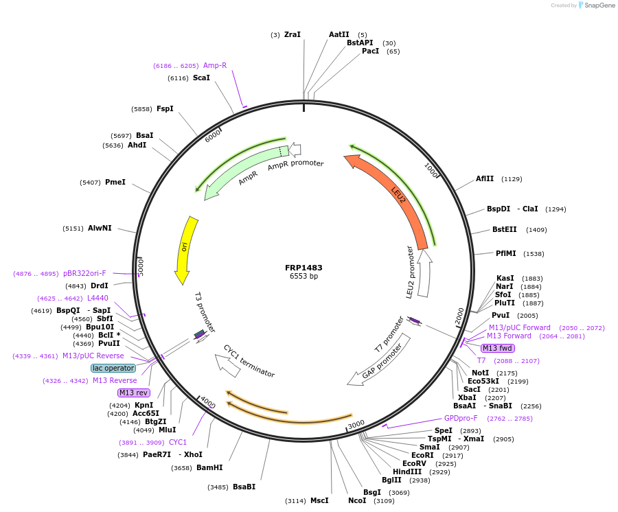 64511-plasmid-map-sequence-id-108425