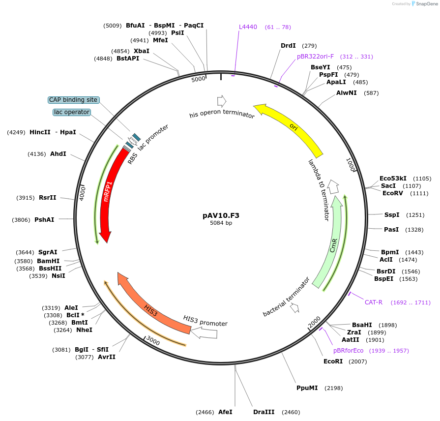 63199-plasmid-map-sequence-id-108468