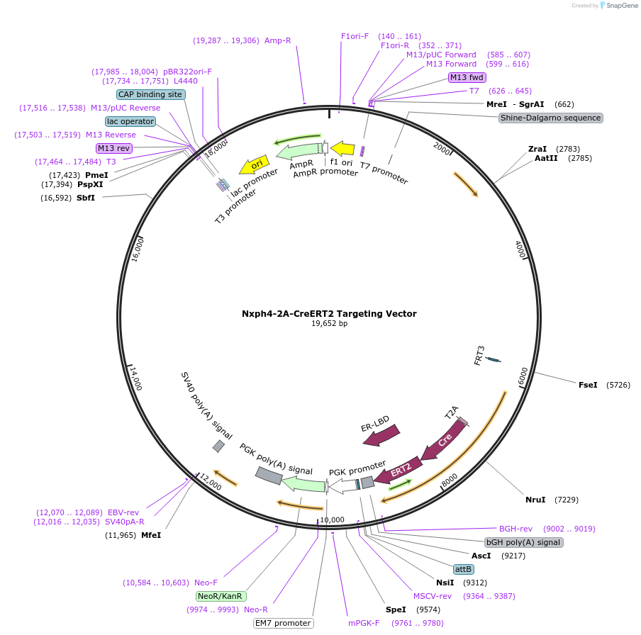 62219-plasmid-map-sequence-id-108485