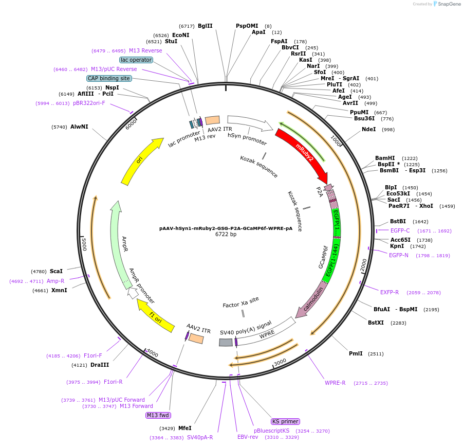50943-plasmid-map-sequence-id-108519