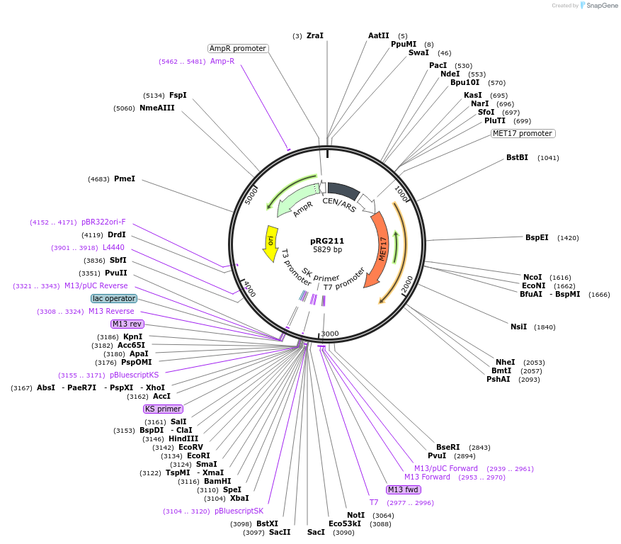 64519-plasmid-map-sequence-id-108540