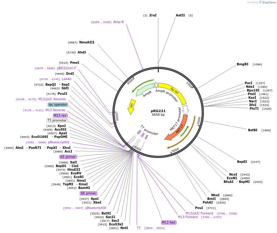64520-plasmid-map-sequence-id-108541