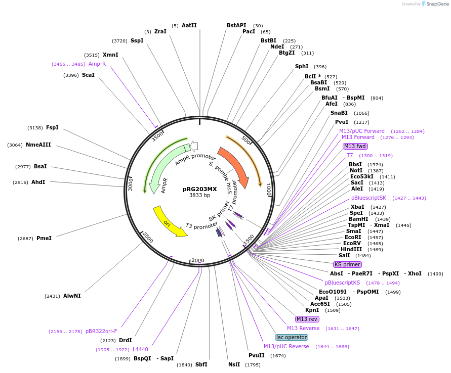 64521-plasmid-map-sequence-id-108542