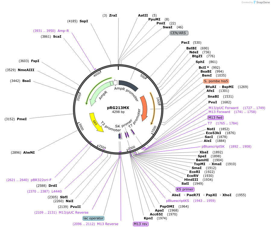 64522-plasmid-map-sequence-id-108543