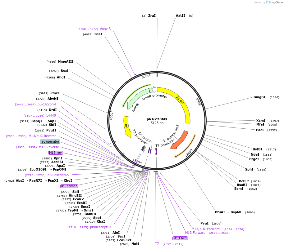64523-plasmid-map-sequence-id-108544