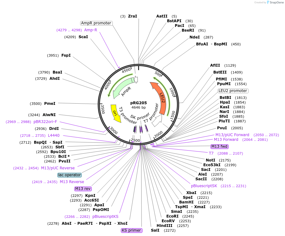 64524-plasmid-map-sequence-id-108545