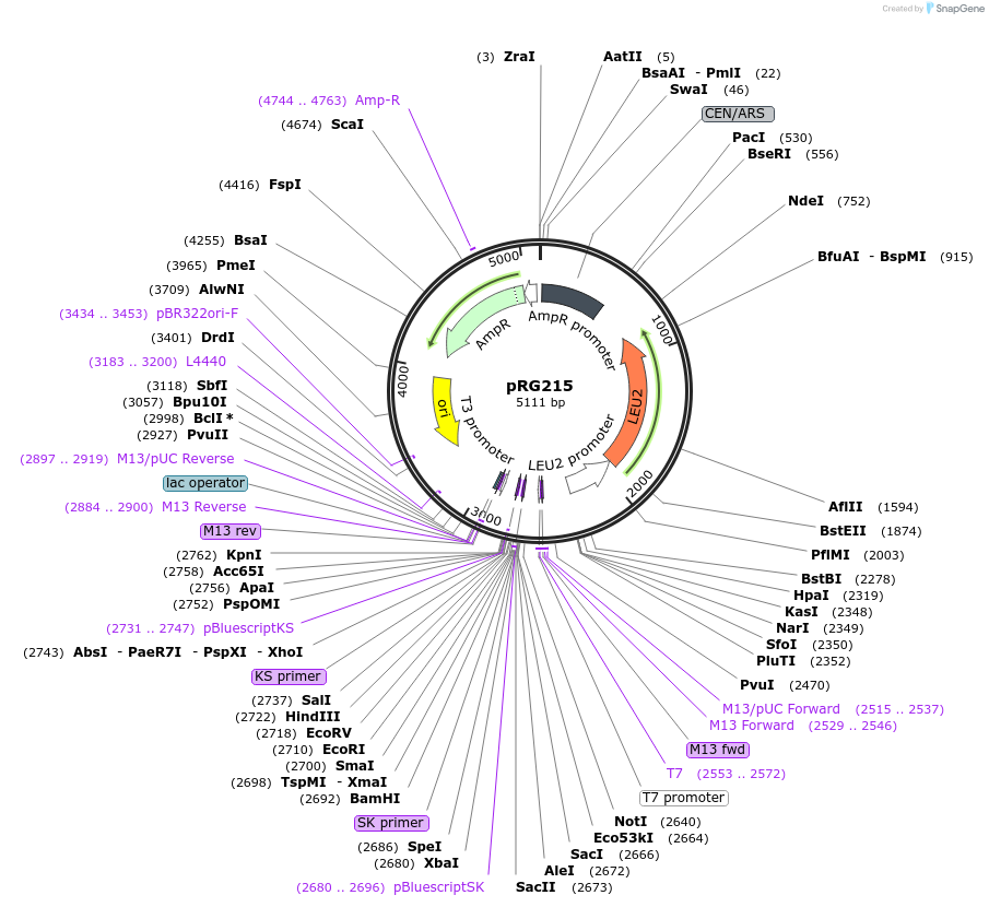 64525-plasmid-map-sequence-id-108546