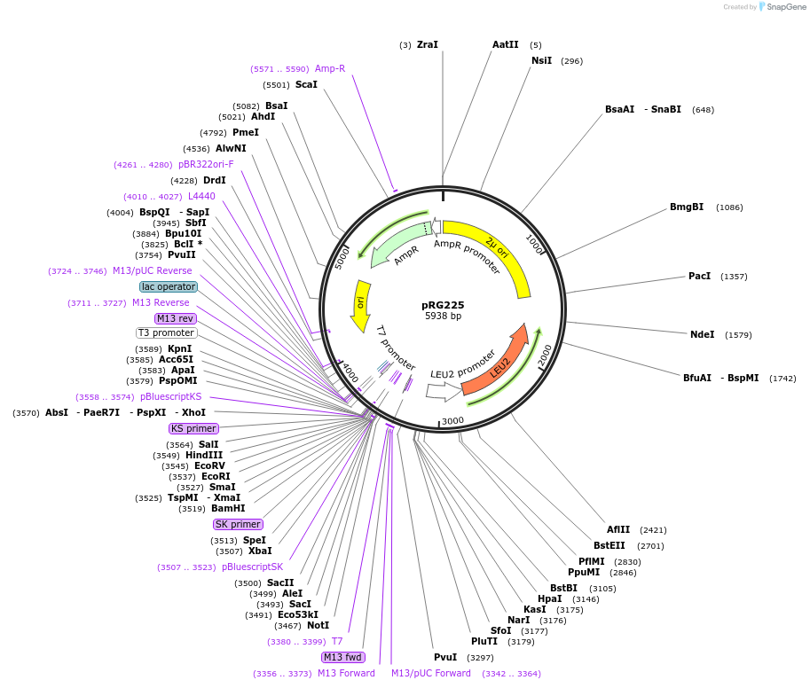 64526-plasmid-map-sequence-id-108547
