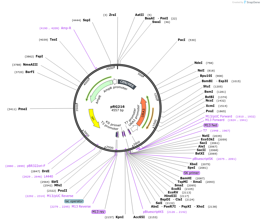64528-plasmid-map-sequence-id-108549