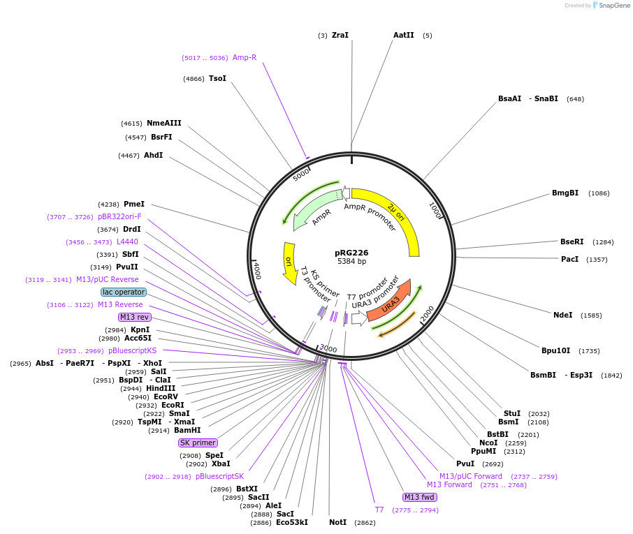 64529-plasmid-map-sequence-id-108550