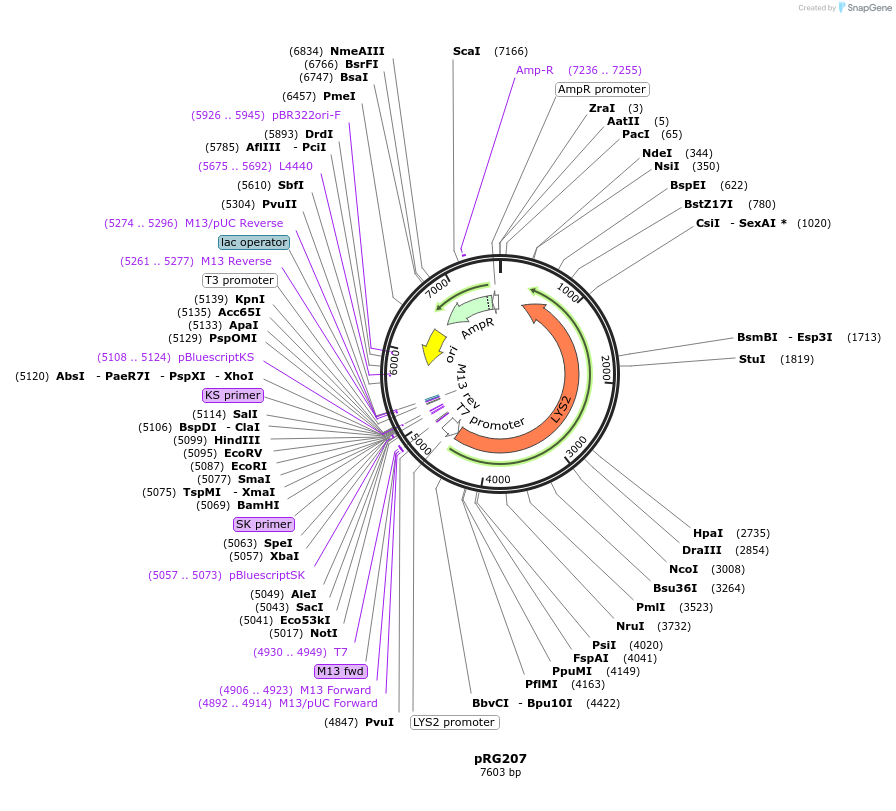 64530-plasmid-map-sequence-id-108551
