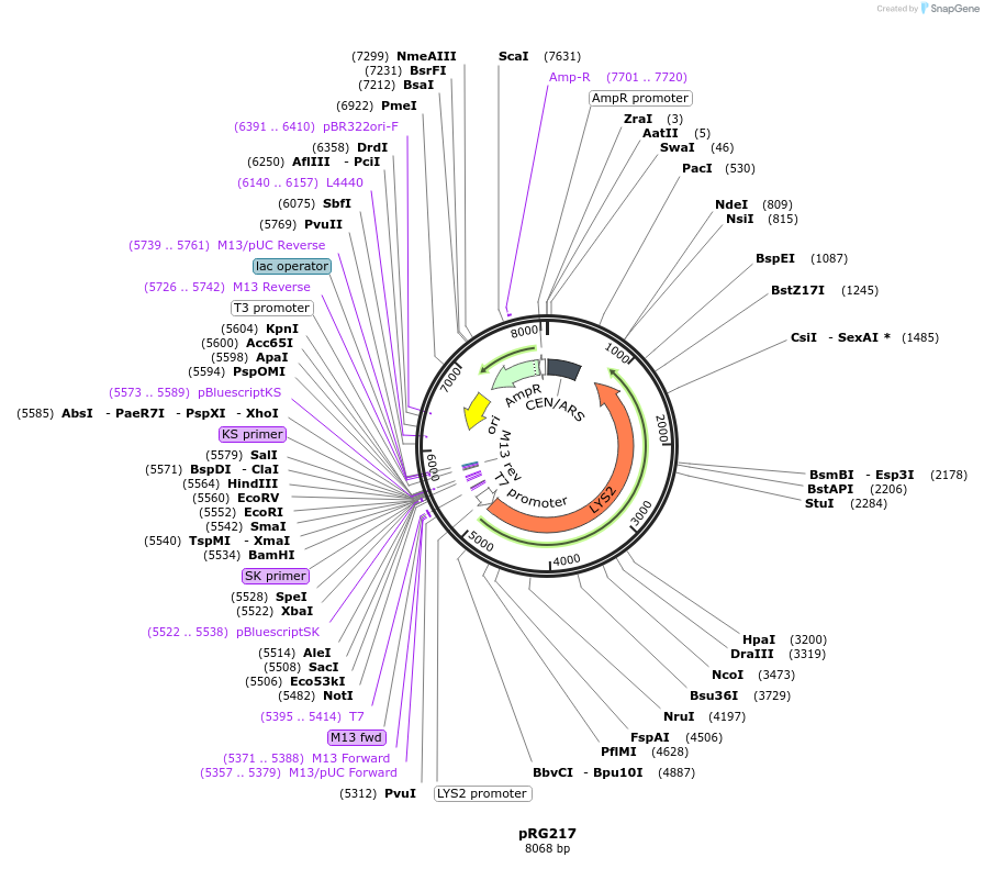 64531-plasmid-map-sequence-id-108552