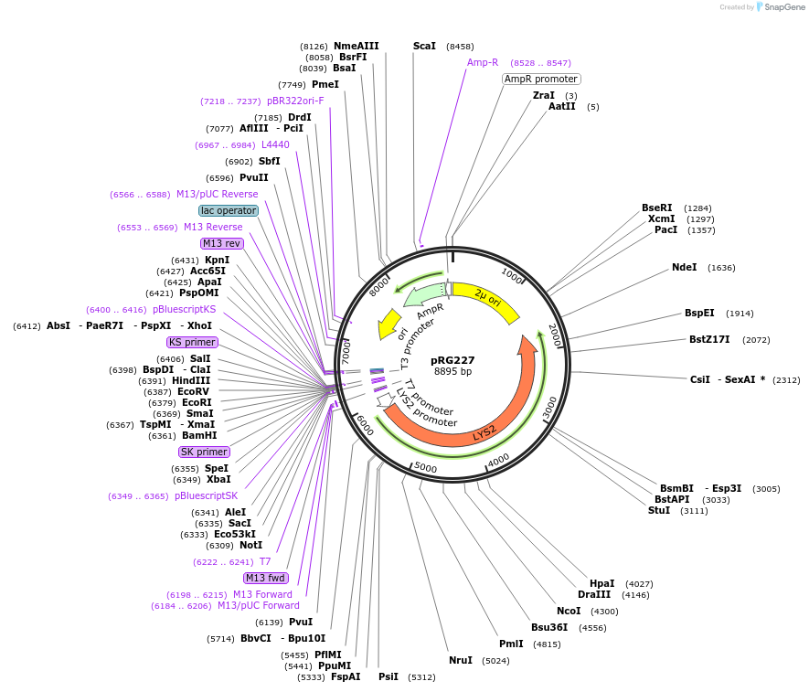 64532-plasmid-map-sequence-id-108553