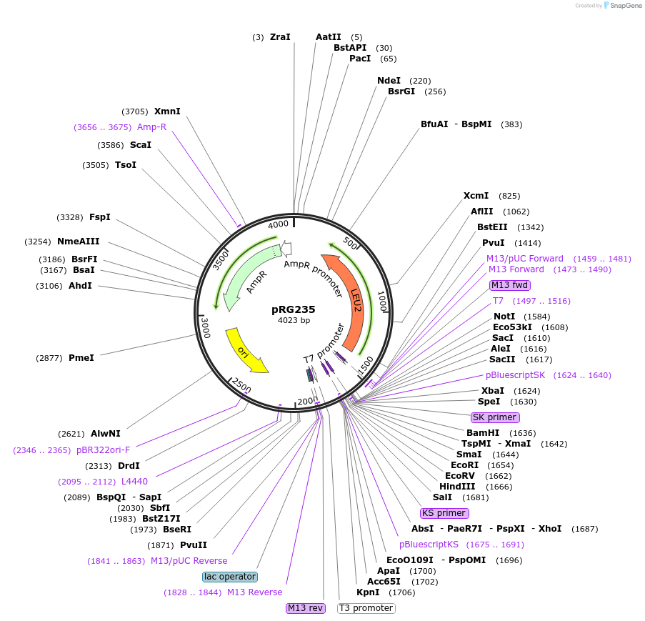 64533-plasmid-map-sequence-id-108554
