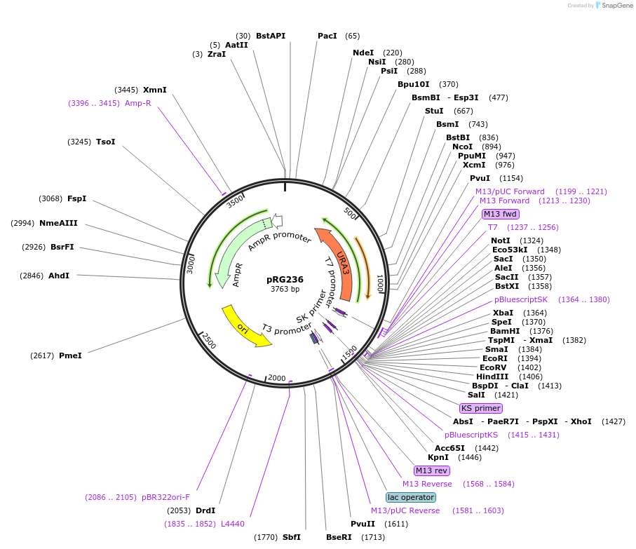 64534-plasmid-map-sequence-id-108555