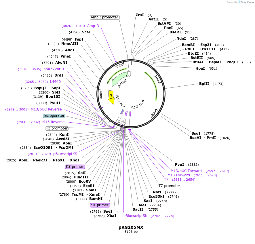 64535-plasmid-map-sequence-id-108556