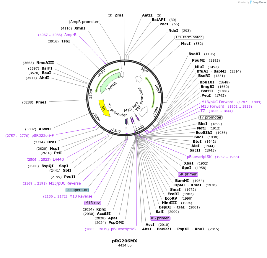 64536-plasmid-map-sequence-id-108557