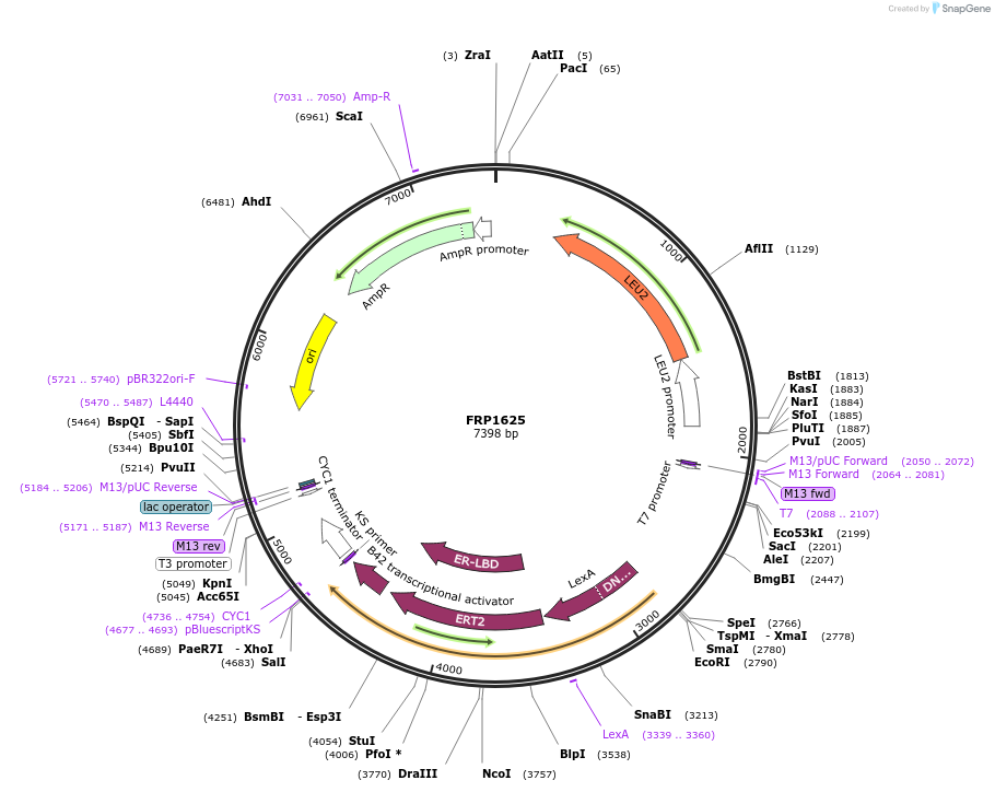 64537-plasmid-map-sequence-id-108558