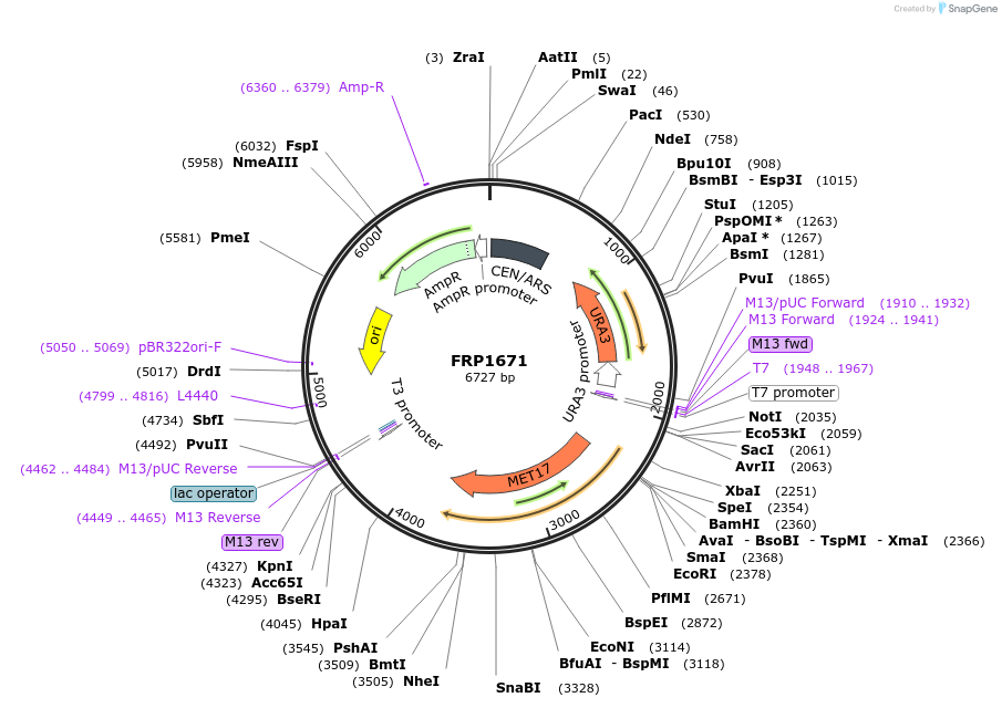 64538-plasmid-map-sequence-id-108559