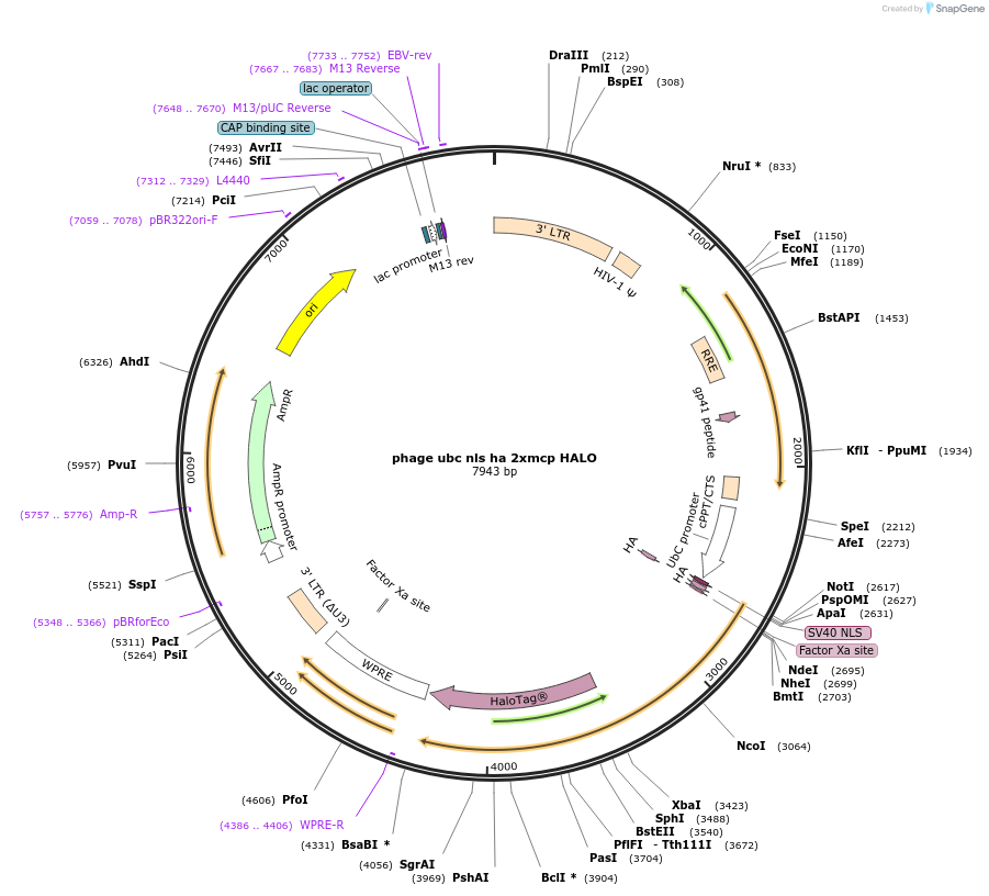 64540-plasmid-map-sequence-id-108561