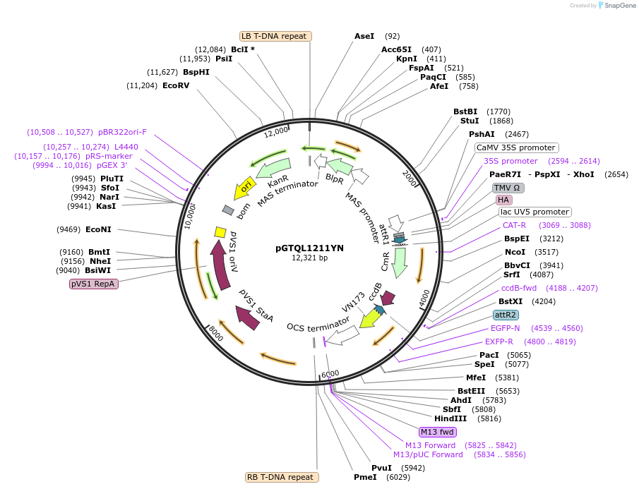 61704-plasmid-map-sequence-id-108589