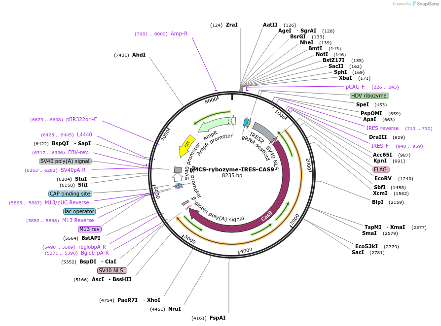 64668-plasmid-map-sequence-id-108759
