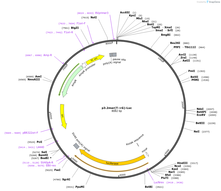63697-plasmid-map-sequence-id-108763