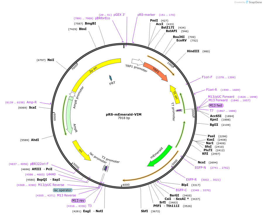 62849-plasmid-map-sequence-id-108798