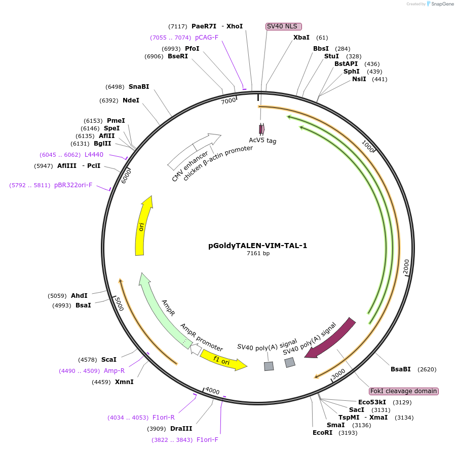 62855-plasmid-map-sequence-id-108799
