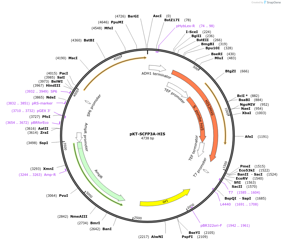 64686-plasmid-map-sequence-id-108806