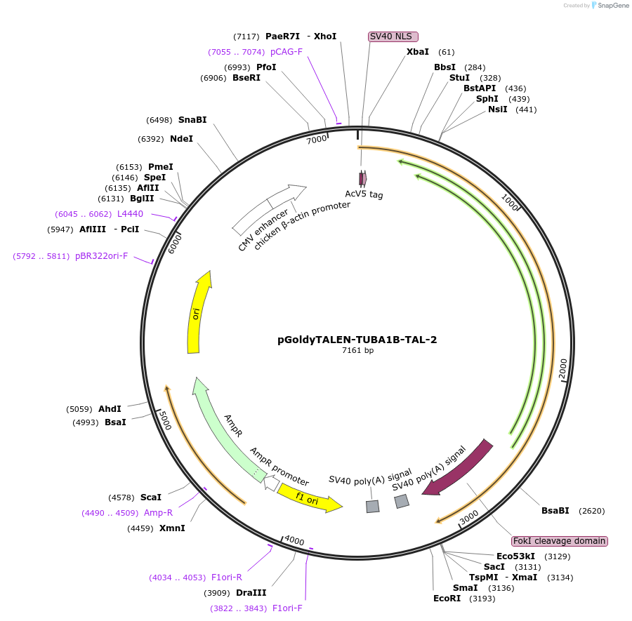 62854-plasmid-map-sequence-id-108809