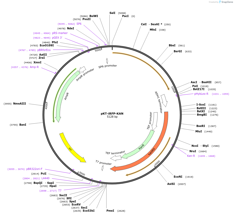 64687-plasmid-map-sequence-id-108817