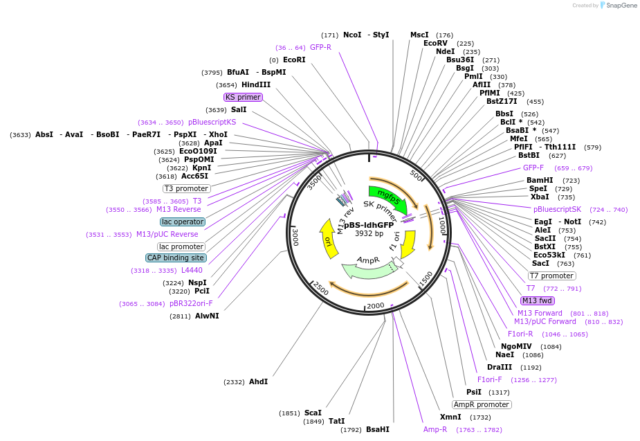 27170-plasmid-map-sequence-id-10889