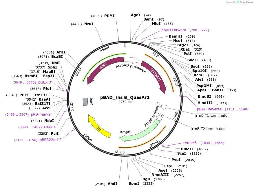 64134-plasmid-map-sequence-id-108905