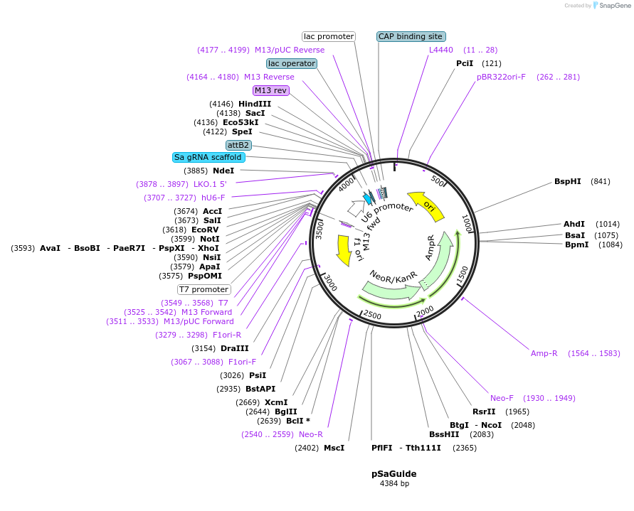 64710-plasmid-map-sequence-id-108923