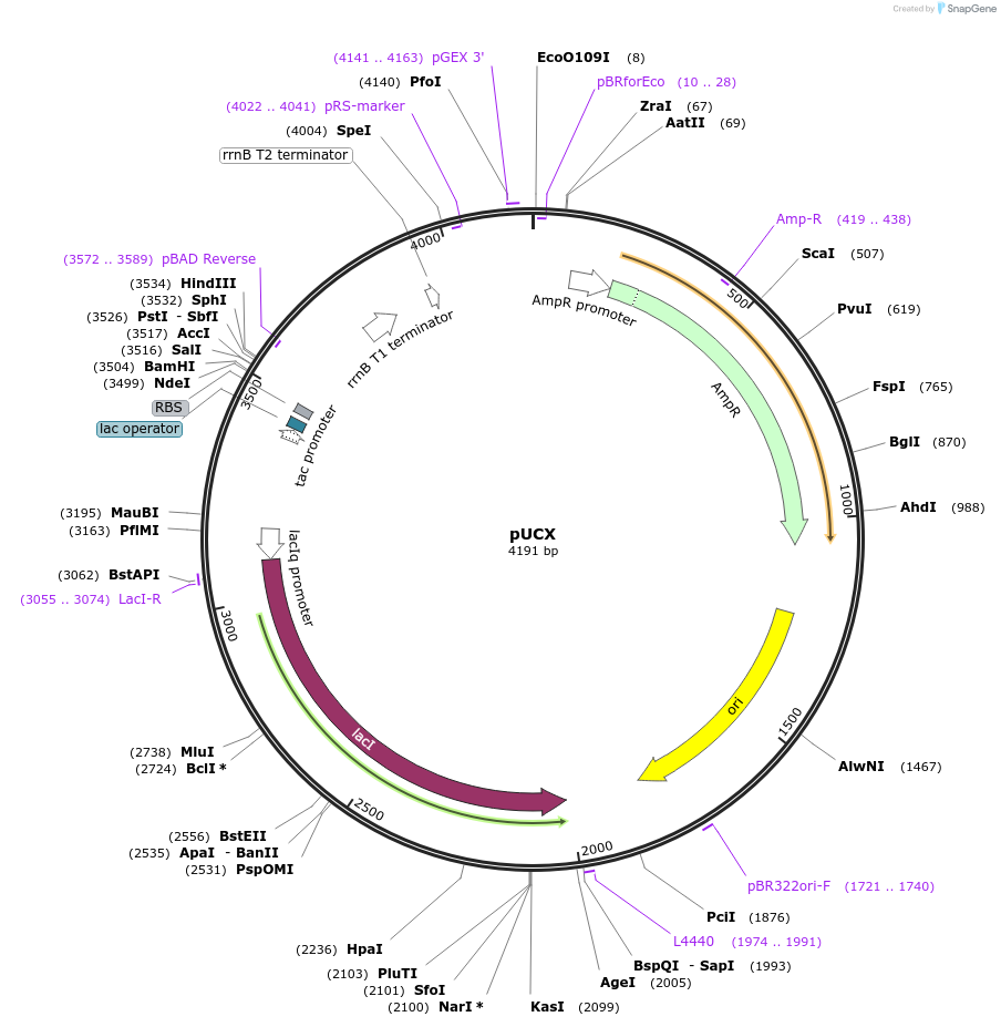 60681-plasmid-map-sequence-id-108962