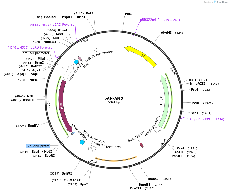 62308-plasmid-map-sequence-id-108963