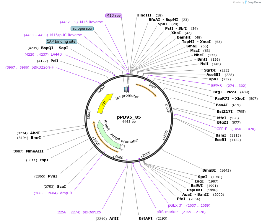 1498-plasmid-map-sequence-id-109