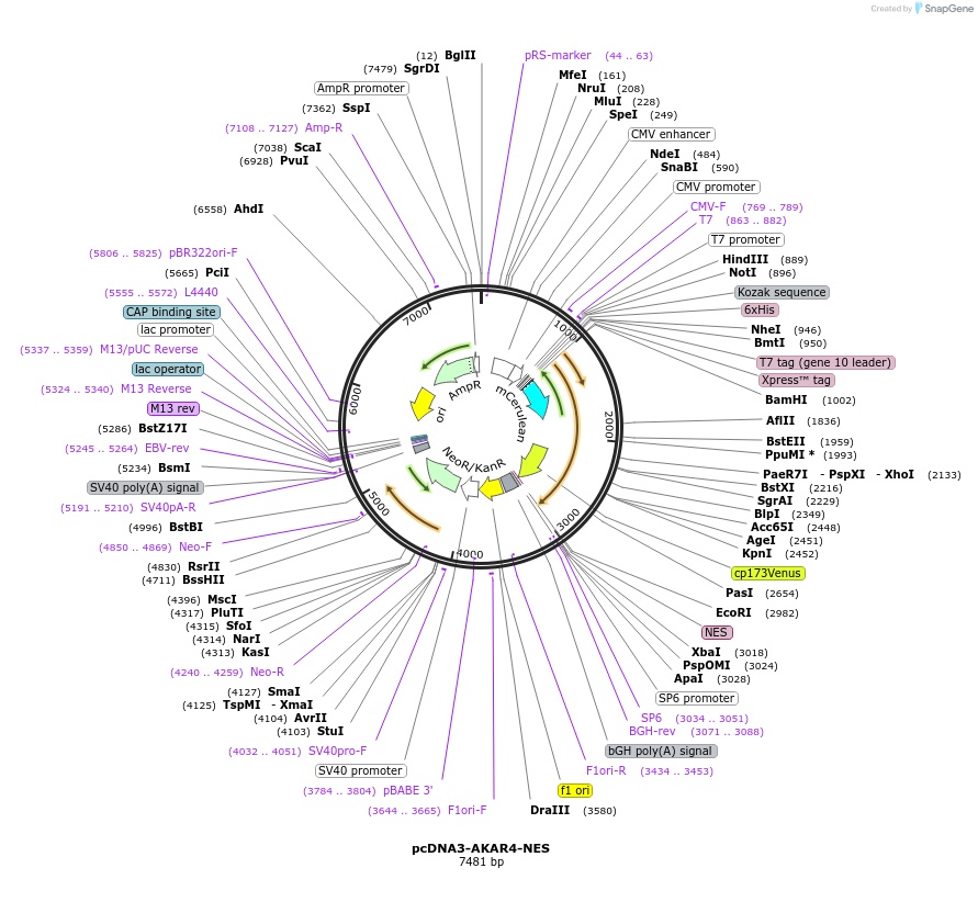 64727-plasmid-map-sequence-id-109040